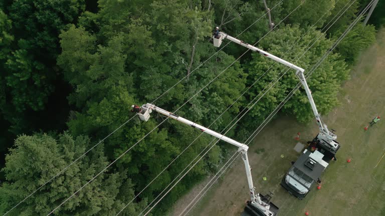 How Our Tree Care Process Works  in  Davison, MI